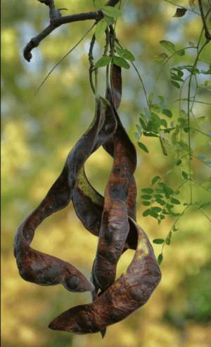 Honey Locust- Naturally Grown -NEW!